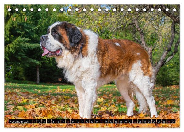 Produktbild: Bernhardiner - Gigant auf vier Pfoten (Tischkalender 2026 DIN A5 quer), CALVENDO Monatskalender