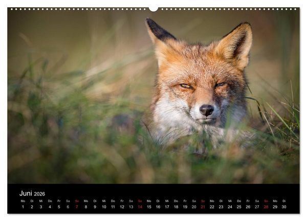 Produktbild: Rotf&uuml;chse (hochwertiger Premium Wandkalender 2026 DIN A2 quer), Kunstdruck in Hochglanz