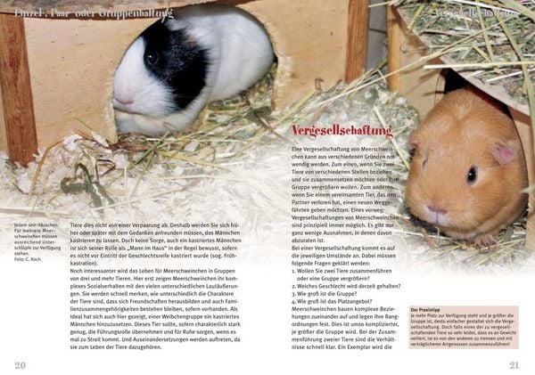 Produktbild: Meerschweinchen
