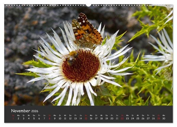 Produktbild: Wundersch&ouml;ne Schmetterlinge (hochwertiger Premium Wandkalender 2026 DIN A2 quer), Kunstdruck in Hochglanz