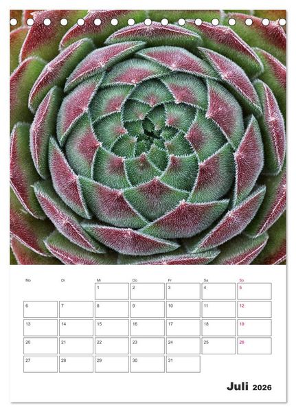 Produktbild: Ich liebe Sempervivum (Tischkalender 2026 DIN A5 hoch), CALVENDO Monatskalender