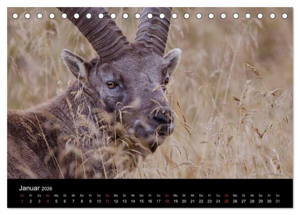 Produktbild: Steinwild in den Schweizer Voralpen (Tischkalender 2026 DIN A5 quer), CALVENDO Monatskalender