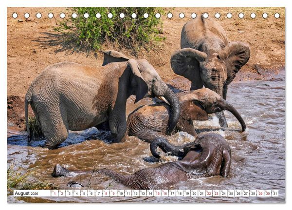 Produktbild: Elefanten-Traum - Herzenssache Afrika (Tischkalender 2026 DIN A5 quer), CALVENDO Monatskalender