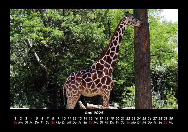 Produktbild: Giraffen 2025 Fotokalender DIN A3
