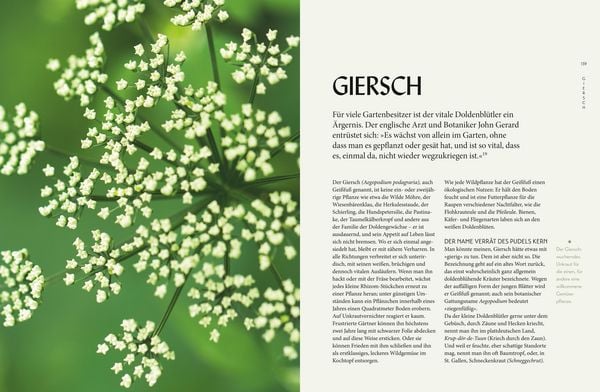 Produktbild: Die "Unkr&auml;uter" in meinem Garten