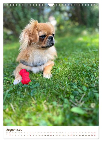 Produktbild: Sassy, fluffy, fabulous &ndash; A year of Pekingese charm (Wall Calendar 2026 DIN A3 portrait), CALVENDO 12 Month Wall Calendar