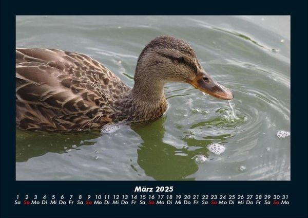 Produktbild: Enten 2025 Fotokalender DIN A4