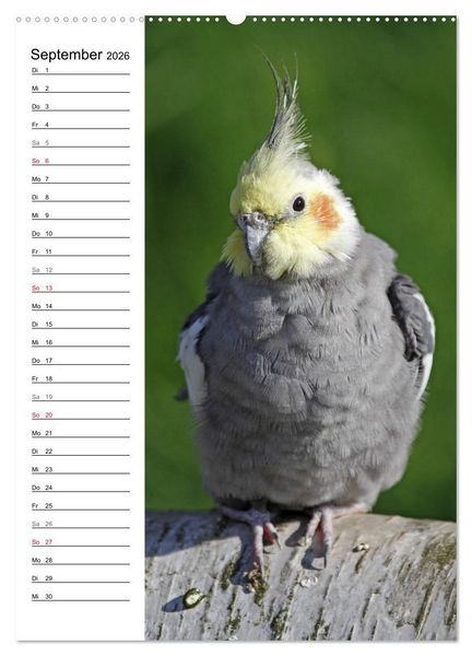 Produktbild: Der Nymphensittich-Terminplaner (hochwertiger Premium Wandkalender 2026 DIN A2 hoch), Kunstdruck in Hochglanz