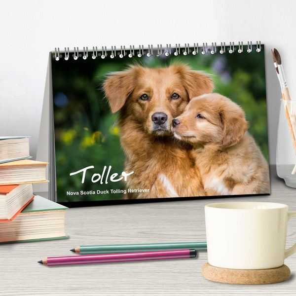 Produktbild: Toller - Nova Scotia Duck Tolling Retriever (Tischkalender 2026 DIN A5 quer), CALVENDO Monatskalender