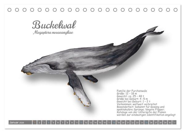 Produktbild: Wale und Delfine Steckbriefe (Tischkalender 2026 DIN A5 quer), CALVENDO Monatskalender