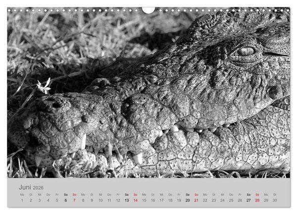 Produktbild: Die Seelen der wilden Tiere (Wandkalender 2026 DIN A3 quer), CALVENDO Monatskalender