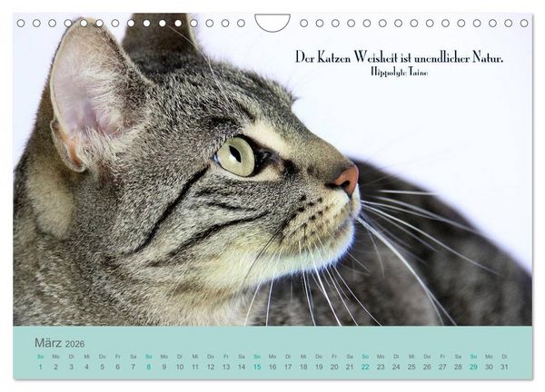 Produktbild: Katzenzitate 2026 (Wandkalender 2026 DIN A4 quer), CALVENDO Monatskalender
