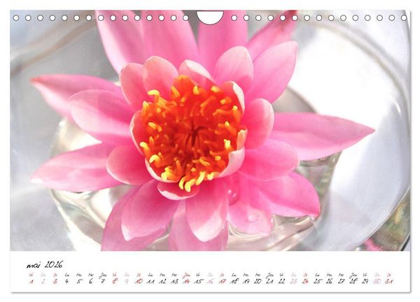 Produktbild: N&eacute;nuphars enchanteurs (Calendrier mural 2026 DIN A4 vertical), CALVENDO calendrier mensuel