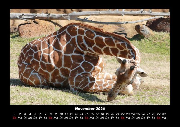 Produktbild: Giraffen 2026 Fotokalender DIN A3