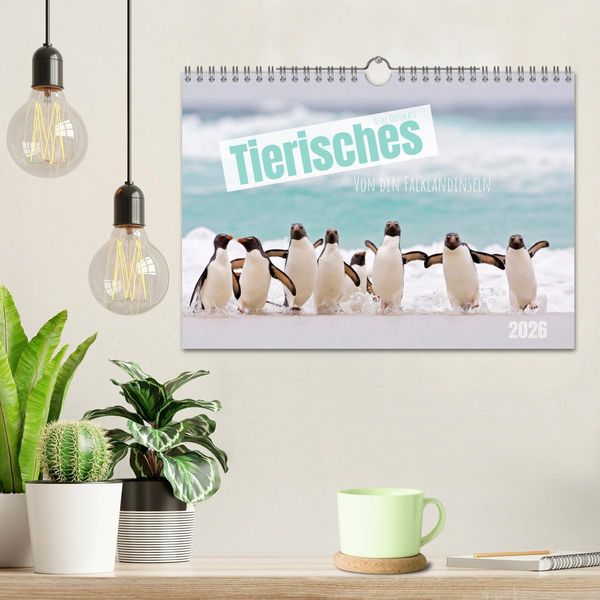 Produktbild: Tierisches von den Falklandinseln (Wandkalender 2026 DIN A4 quer), CALVENDO Monatskalender