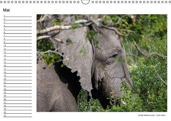 Produktbild: begegnungen - elefanten im s&uuml;dlichen afrika (Wandkalender immerw&auml;hrend DIN A3 quer)