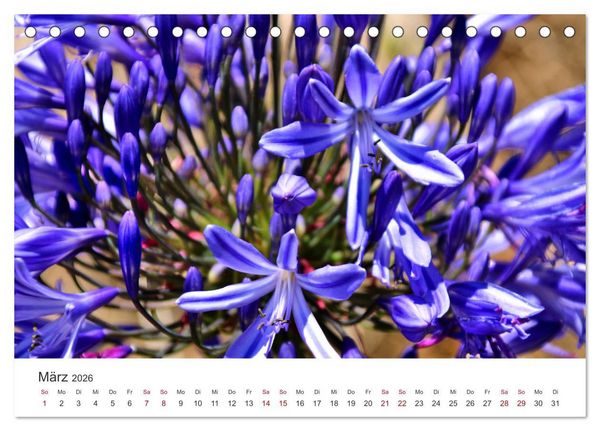 Produktbild: Madeira - Eine wundersch&ouml;ne Perle im Atlantik (Tischkalender 2026 DIN A5 quer), CALVENDO Monatskalender