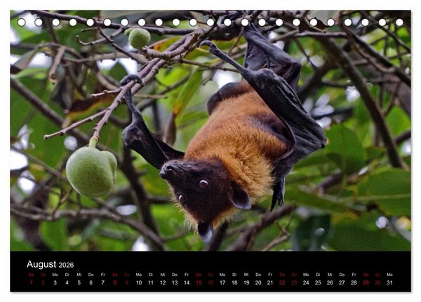 Produktbild: Sri Lanka - Tierische Momente (Tischkalender 2026 DIN A5 quer), CALVENDO Monatskalender