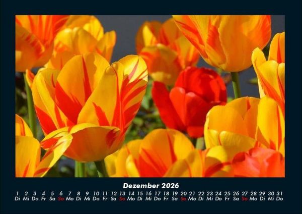 Produktbild: Blumentr&auml;ume 2026 Fotokalender DIN A4