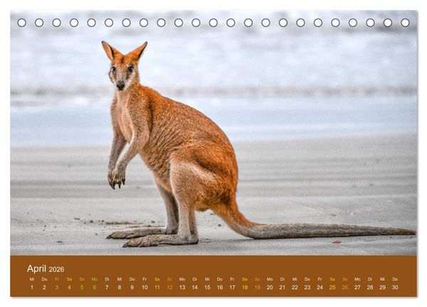 Produktbild: K&auml;ngurus, sprunghafte Gesellen (Tischkalender 2026 DIN A5 quer), CALVENDO Monatskalender