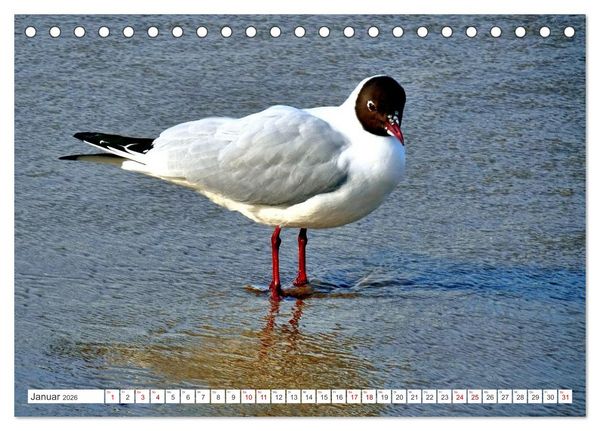 Produktbild: Lachm&ouml;wen an der Ostsee (Tischkalender 2026 DIN A5 quer), CALVENDO Monatskalender