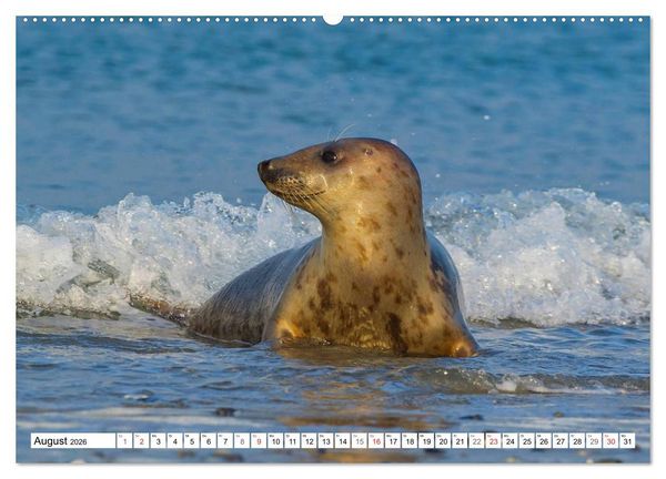 Produktbild: Kegelrobben hautnah (hochwertiger Premium Wandkalender 2026 DIN A2 quer), Kunstdruck in Hochglanz