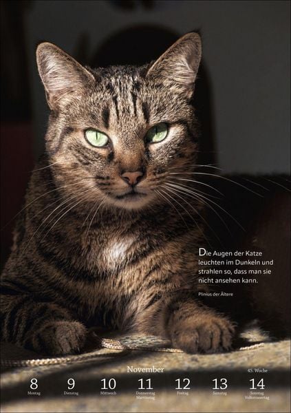 Produktbild: Literaturkalender Katzen Wochen-Kulturkalender 2027