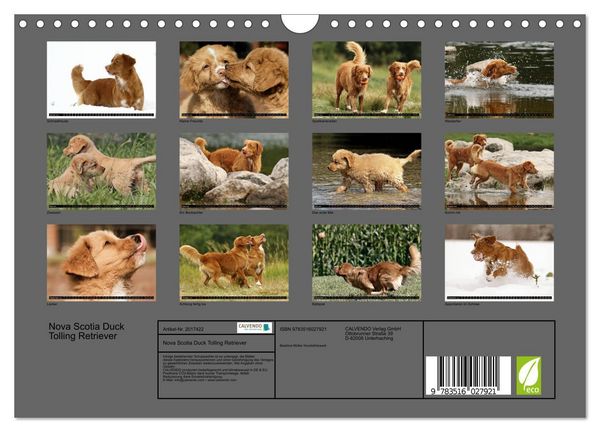 Produktbild: Nova Scotia Duck Tolling Retriever (Wandkalender 2026 DIN A4 quer), CALVENDO Monatskalender