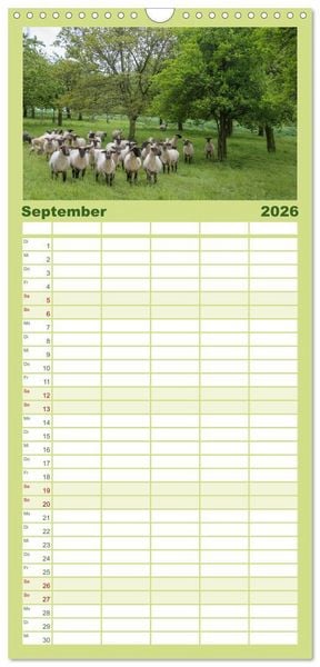 Produktbild: Familienplaner 2026 - Steink&auml;uze (Athene noctua) mit 5 Spalten (Wandkalender, 21 x 45 cm) CALVENDO