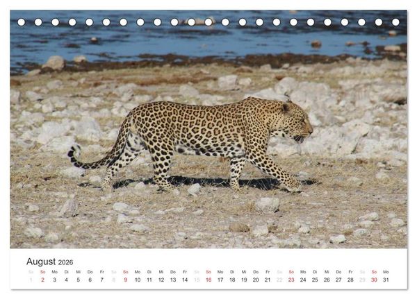Produktbild: Namibia - Tierische Vielfalt (Tischkalender 2026 DIN A5 quer), CALVENDO Monatskalender