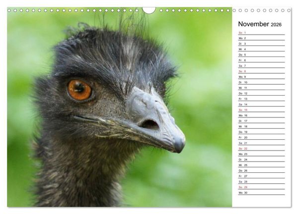 Produktbild: Faszinierende Tierportraits (Wandkalender 2026 DIN A3 quer), CALVENDO Monatskalender