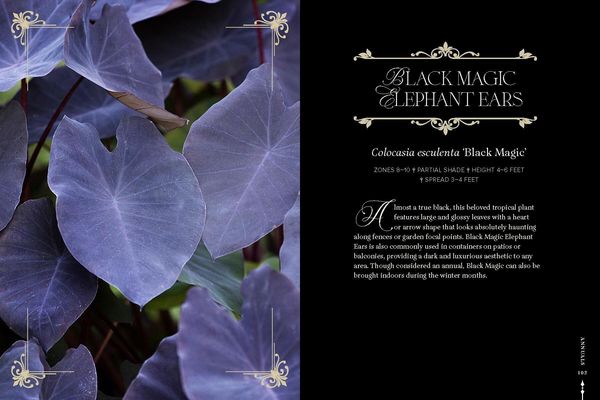 Produktbild: Darkness in Bloom