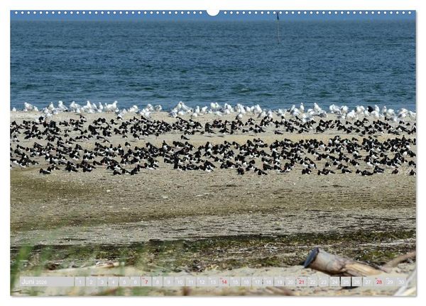Produktbild: Amrum, die Perle in der Nordsee (hochwertiger Premium Wandkalender 2026 DIN A2 quer), Kunstdruck in Hochglanz