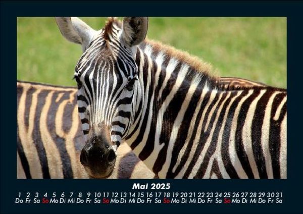 Produktbild: Zebrazauber 2025 Fotokalender DIN A5