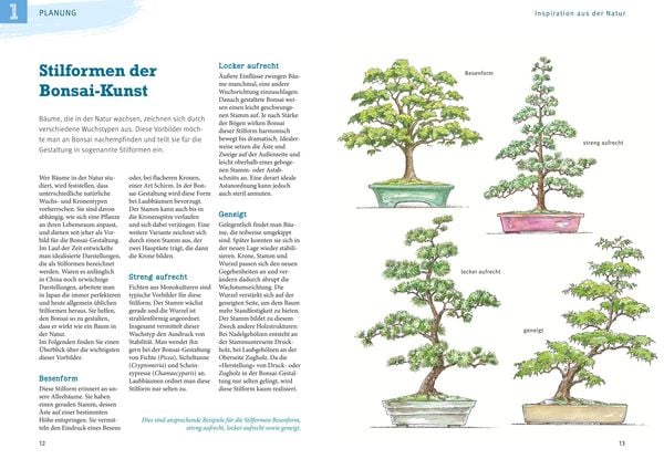 Produktbild: Bonsai ziehen, gestalten und pflegen