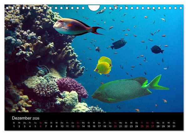 Produktbild: Meeres Sch&ouml;nheiten (Wandkalender 2026 DIN A4 quer), CALVENDO Monatskalender