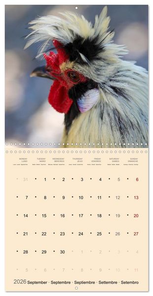 Produktbild: Portraits d'oiseaux des beaut&eacute;s plumeuses (Calendrier mural carr&eacute; 2026 30x30 cm) Calendrier double avec une page pour vos prises de notes