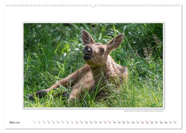 Produktbild: Emotionale Momente: Europ&auml;ischer Elch Part II (Wandkalender 2026 DIN A2 quer), CALVENDO Monatskalender