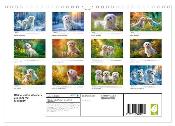 Produktbild: Kleine wei&szlig;e Wunder - ein Jahr mit Maltesern (Wandkalender 2027 DIN A4 quer), CALVENDO Monatskalender