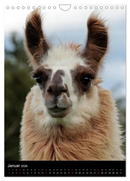 Produktbild: LAMAS (Wandkalender 2026 DIN A4 hoch), CALVENDO Monatskalender