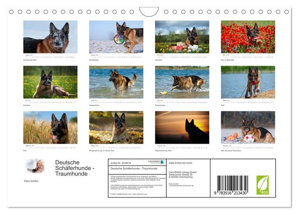 Produktbild: Deutsche Sch&auml;ferhunde - Traumhunde (Wandkalender 2026 DIN A4 quer), CALVENDO Monatskalender