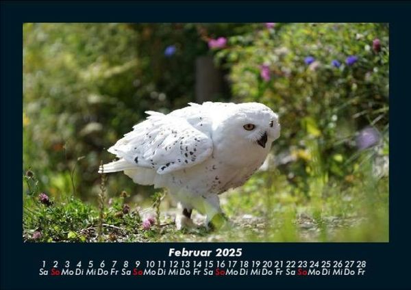Produktbild: Vogelparadies 2025 Fotokalender DIN A5
