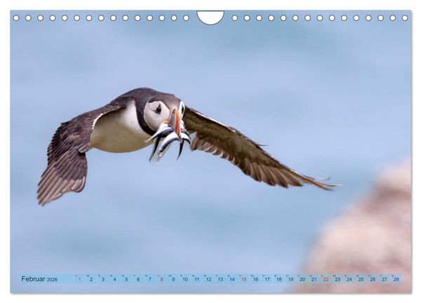 Produktbild: Papageientaucher - Farbenfrohe Flieger der Natur (Wandkalender 2026 DIN A4 quer), CALVENDO Monatskalender