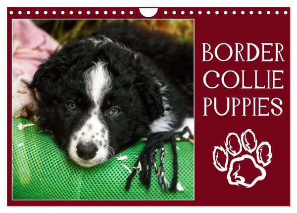 Produktbild: Border collie puppies (Calendrier mural 2026 DIN A4 vertical), CALVENDO calendrier mensuel