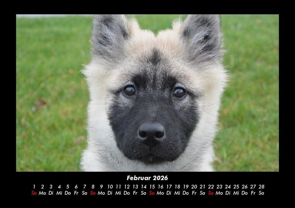 Produktbild: Welpen 2026 Fotokalender DIN A3