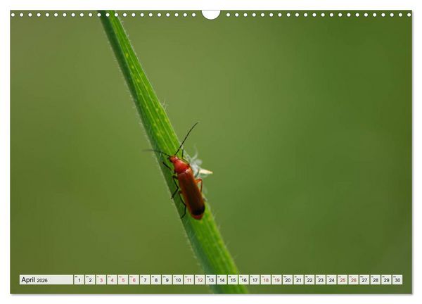 Produktbild: INSEKTEN GANZ NAHE (Wandkalender 2026 DIN A3 quer), CALVENDO Monatskalender