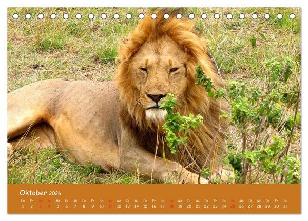 Produktbild: Auge in Auge mit den Tieren Afrikas (Tischkalender 2026 DIN A5 quer), CALVENDO Monatskalender