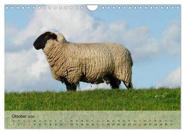 Produktbild: Schafe z&auml;hlen leicht gemacht! (Wandkalender 2026 DIN A4 quer), CALVENDO Monatskalender
