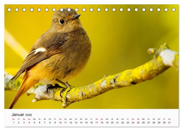 Produktbild: V&ouml;gel - Die K&ouml;nige der L&uuml;fte (Tischkalender 2026 DIN A5 quer), CALVENDO Monatskalender