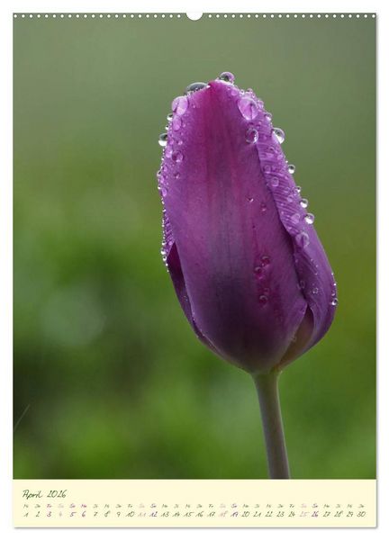 Produktbild: Bl&uuml;tenzauber im Garten (hochwertiger Premium Wandkalender 2026 DIN A2 hoch), Kunstdruck in Hochglanz